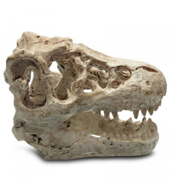 Resin Dinosaur Skull Shape Aquarium Decors